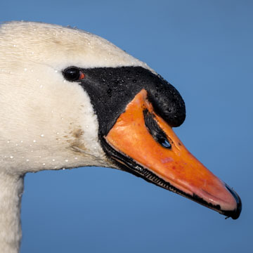 Mute Swan