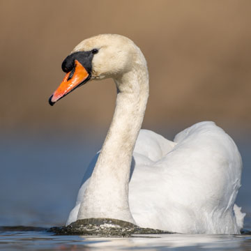 Mute Swan