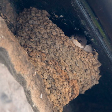 Western House Martin