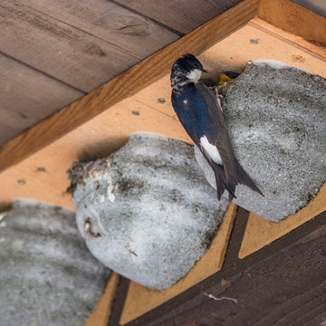 Western House Martin