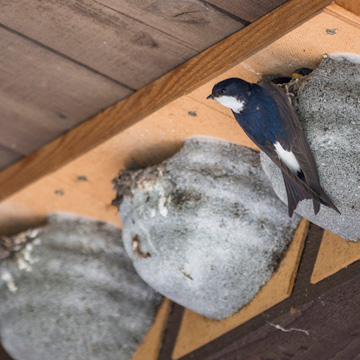 Western House Martin