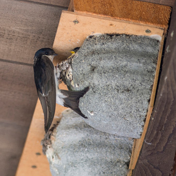 Western House Martin