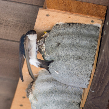 Western House Martin