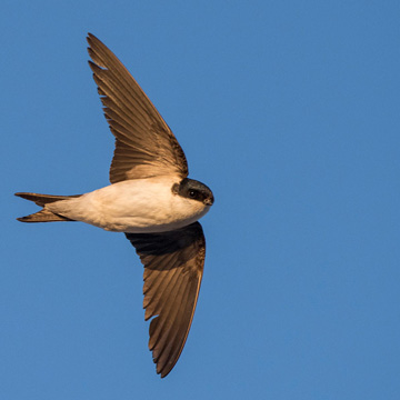 Western House Martin