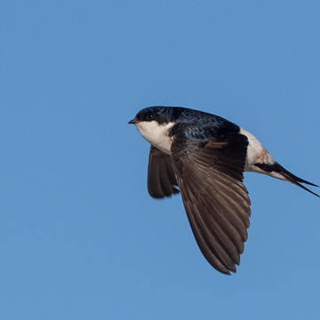 Western House Martin