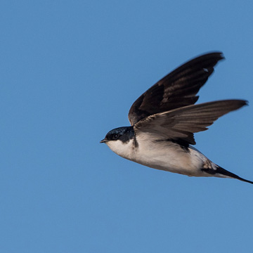 Western House Martin