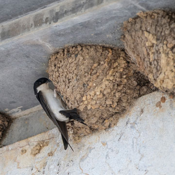 Western House Martin