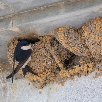 Western House Martin
