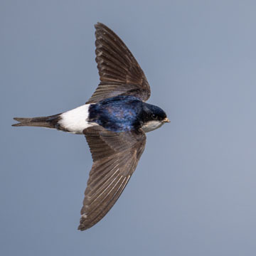 Western House Martin