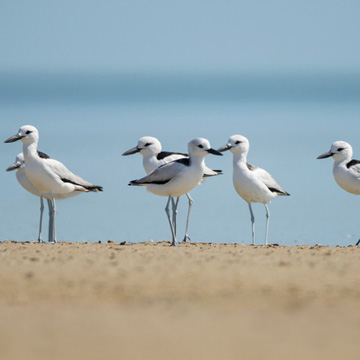 Crab-plover