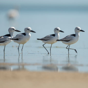 Crab-plover