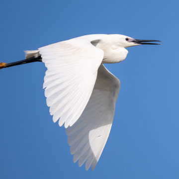 Little Egret