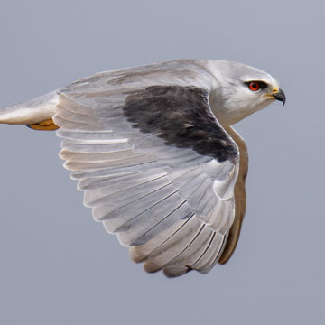 Black-winged Kite