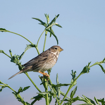 Corn Bunting