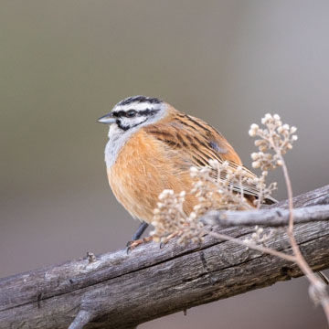 Rock Bunting
