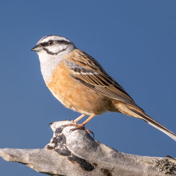 Rock Bunting