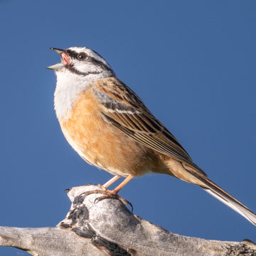 Rock Bunting