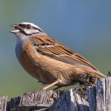 Rock Bunting