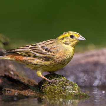 Yellowhammer