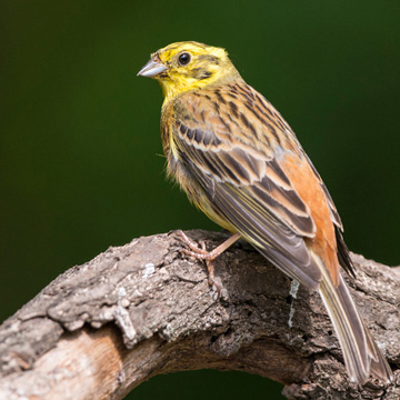 Yellowhammer