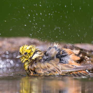 Yellowhammer