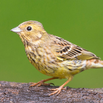 Yellowhammer