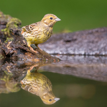 Yellowhammer