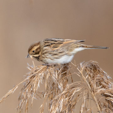 Common Reed Bunting