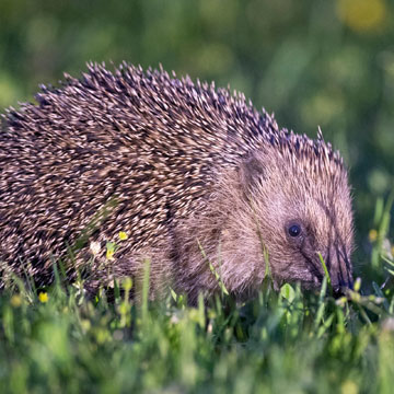 European Hedgehog