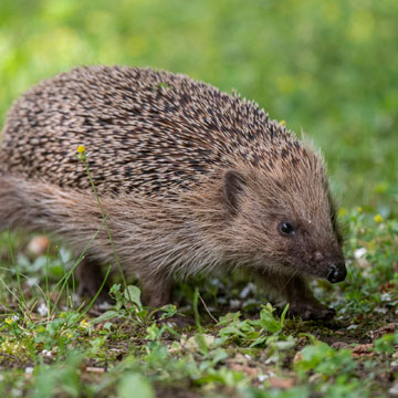 European Hedgehog