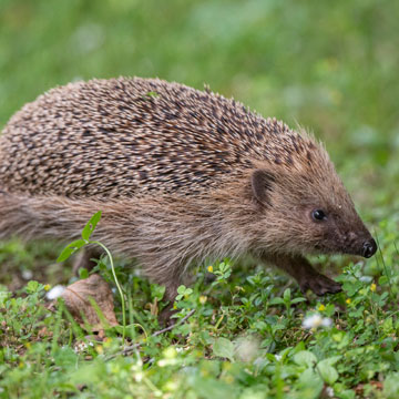 European Hedgehog