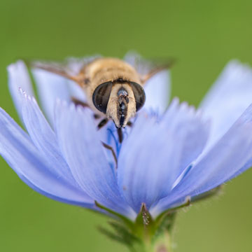 Common Drone Fly