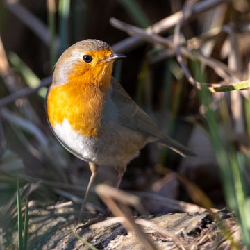 European Robin