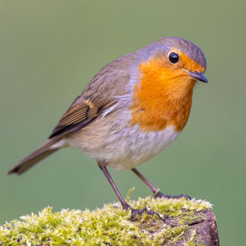 European Robin