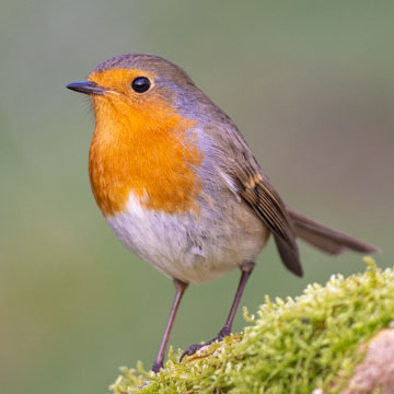 European Robin