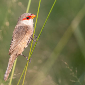 Common Waxbill