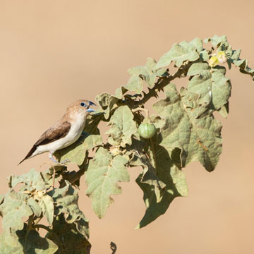 African Silverbill