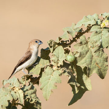 African Silverbill