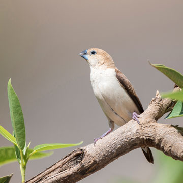African Silverbill