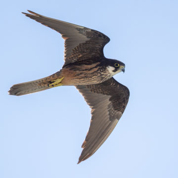 Eleonora's Falcon