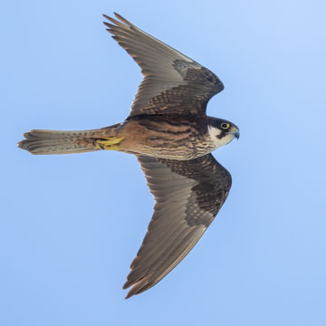 Eleonora's Falcon