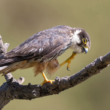 Baumfalke