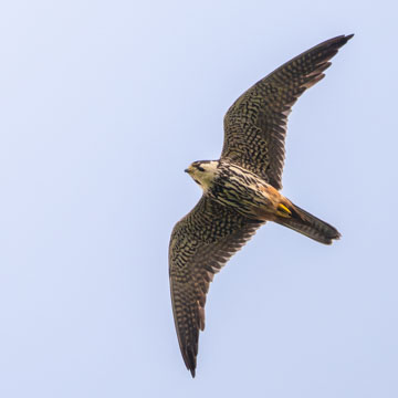 Eurasian Hobby