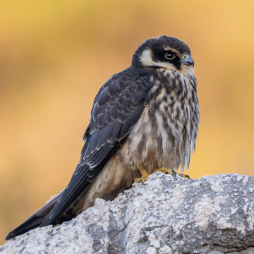 Eurasian Hobby
