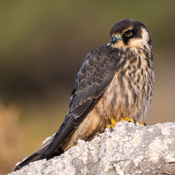 Eurasian Hobby