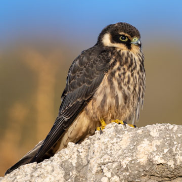 Eurasian Hobby