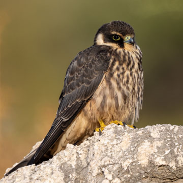 Eurasian Hobby
