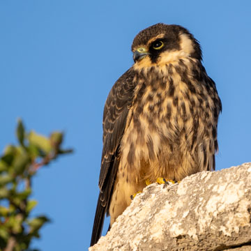 Eurasian Hobby