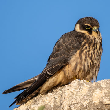 Eurasian Hobby