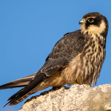 Eurasian Hobby